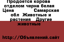 Продоется корова  3 отделом,черна белая › Цена ­ 55 000 - Самарская обл. Животные и растения » Другие животные   